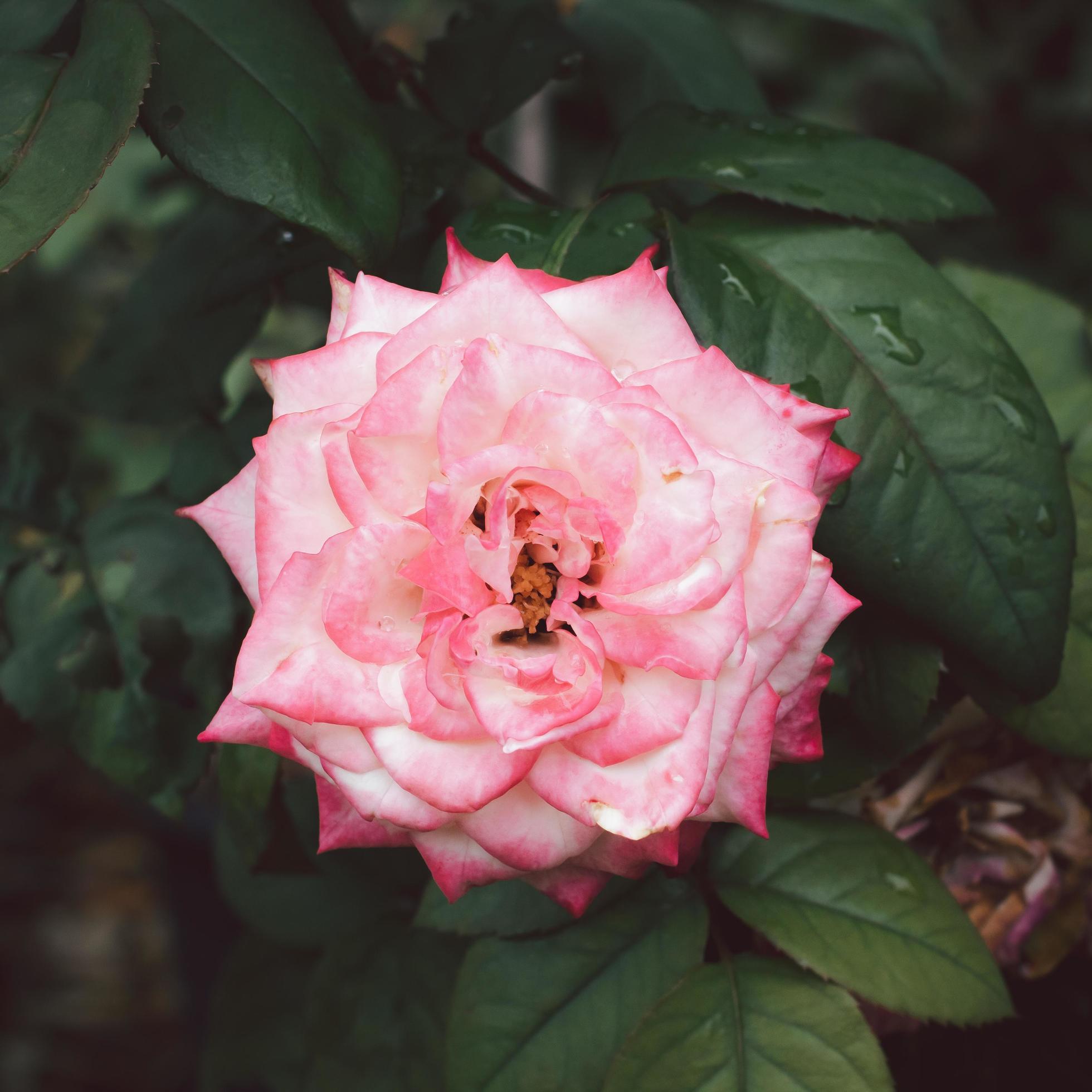 A clear pink rose flower blossom in the garden on a blurry background. Stock Free