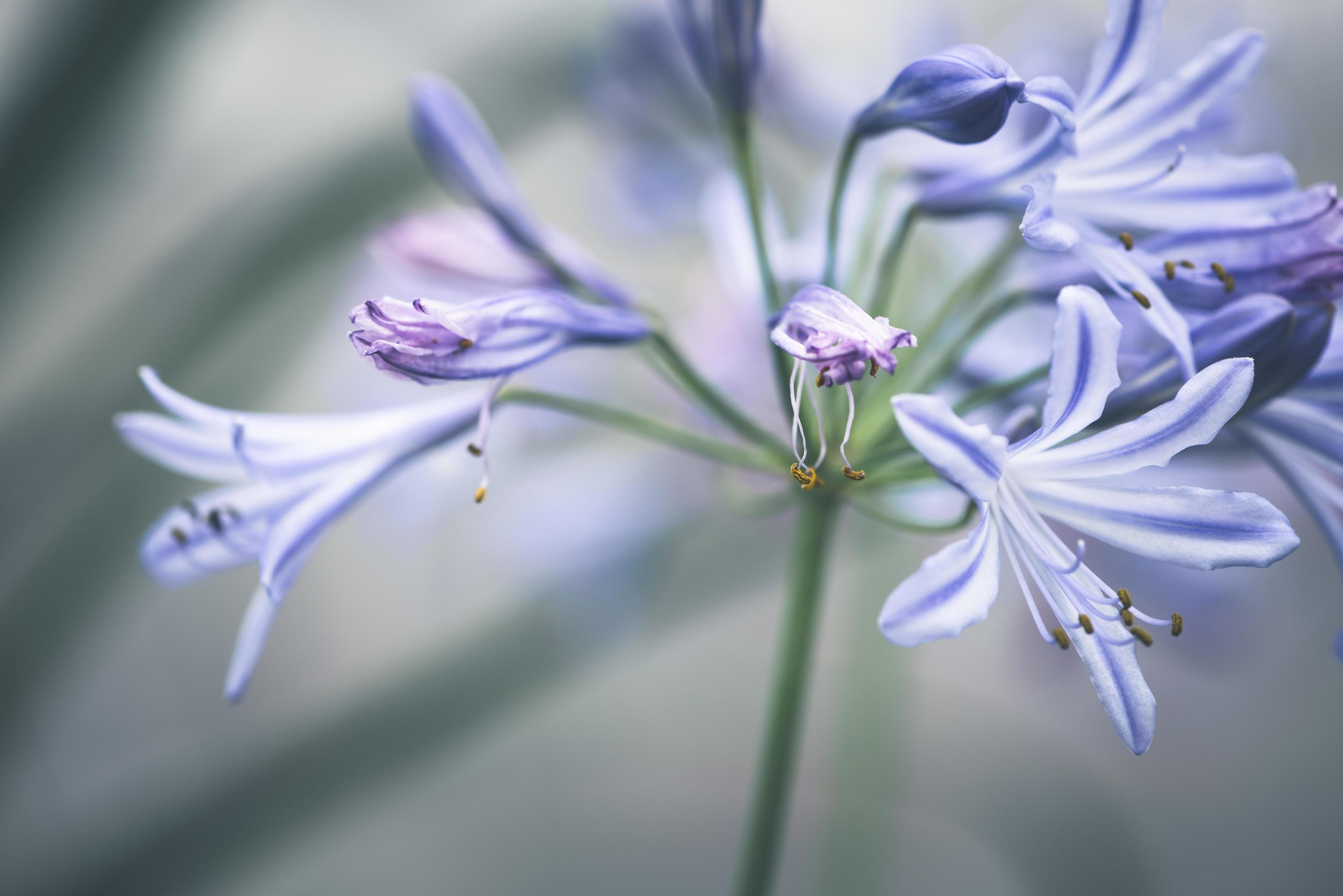 background nature Flower. Garden flowers. panicle flowers Stock Free