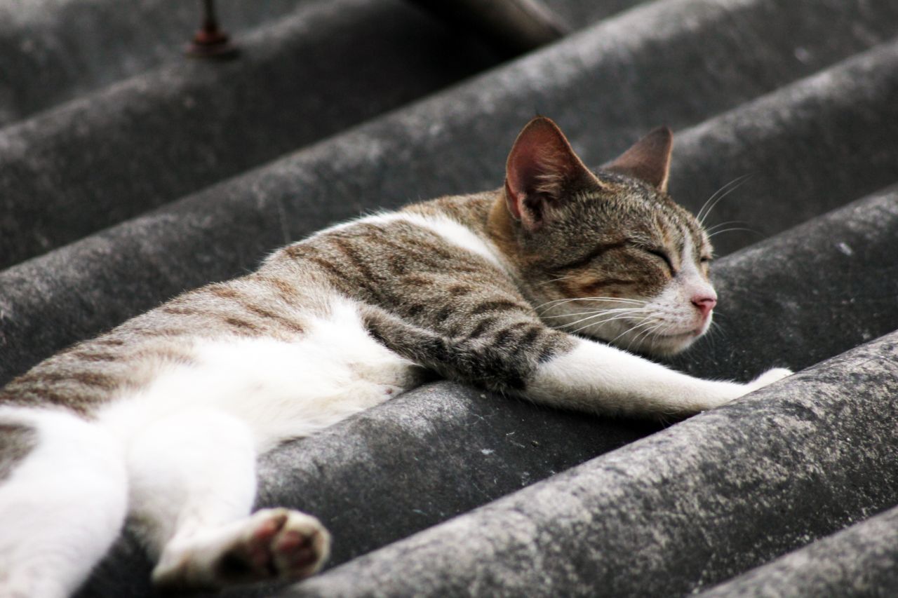 Cat Sleeping On Roof Stock Free