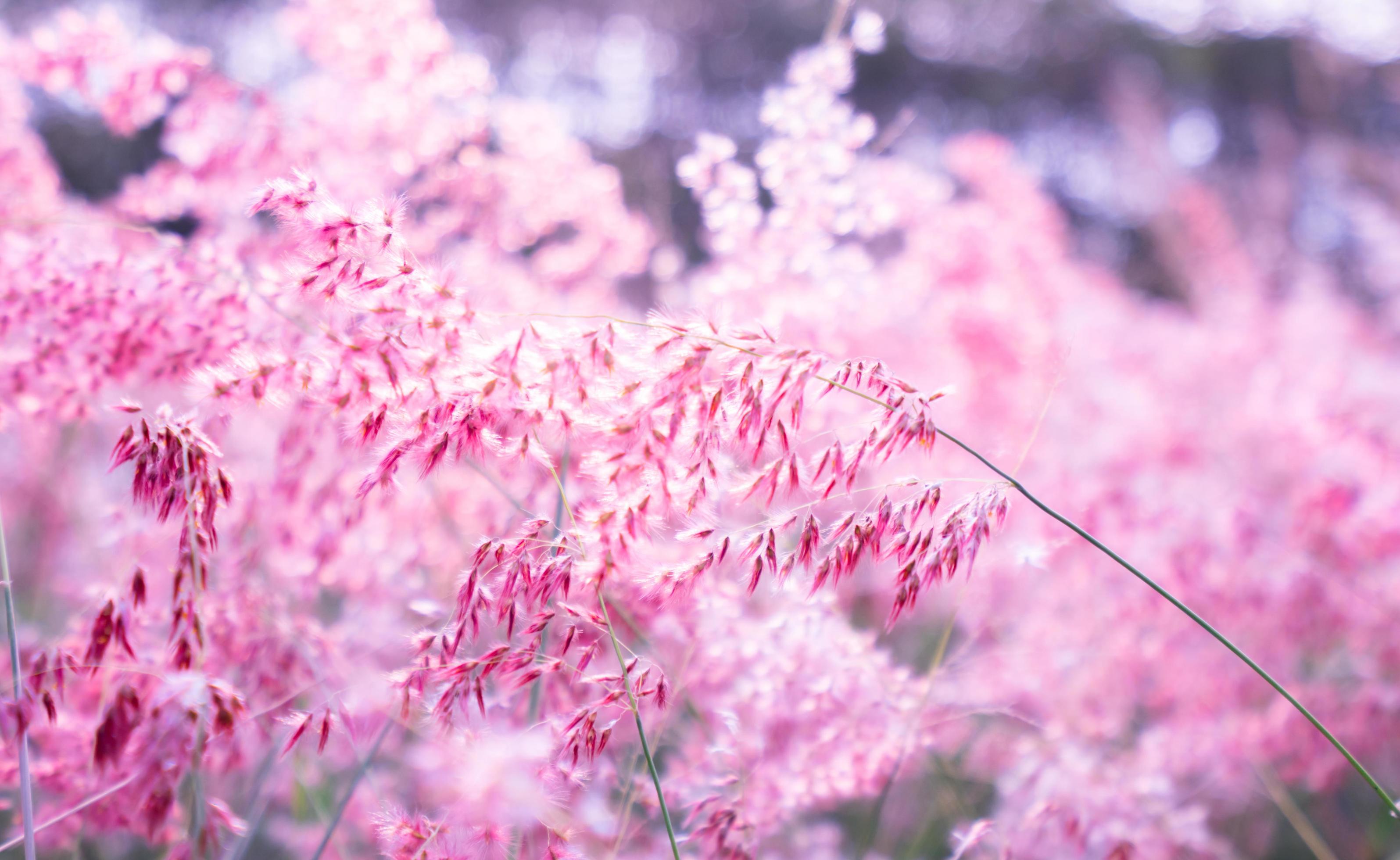 Pink flower Melinis repens with bokeh background for valentine’s day Stock Free