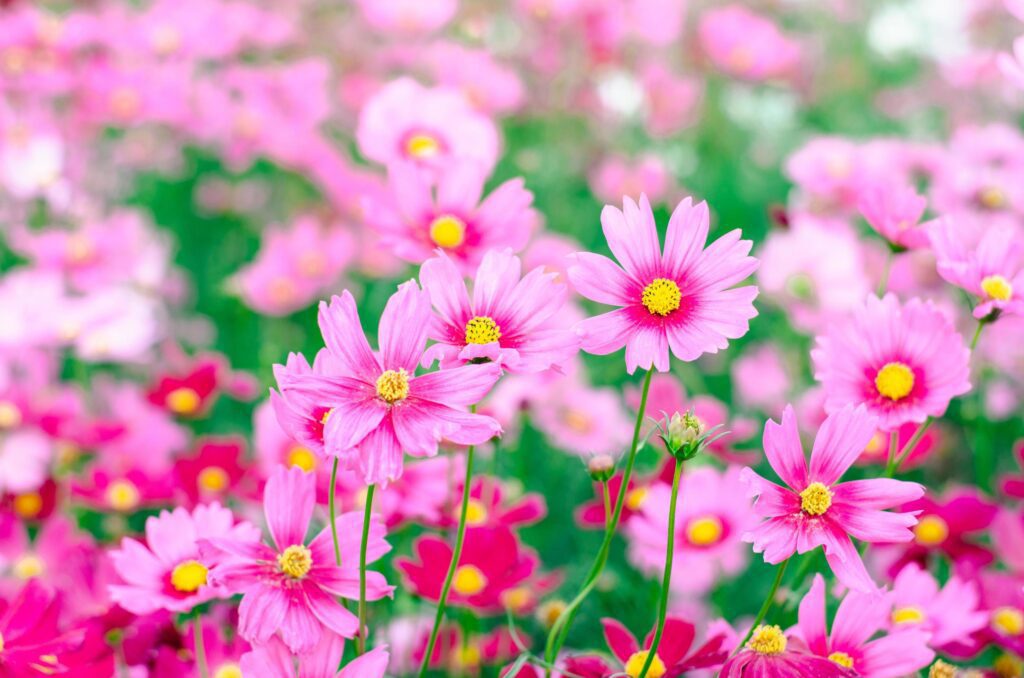 Pink cosmos flowers bloom in the garden on spring outdoor Stock Free