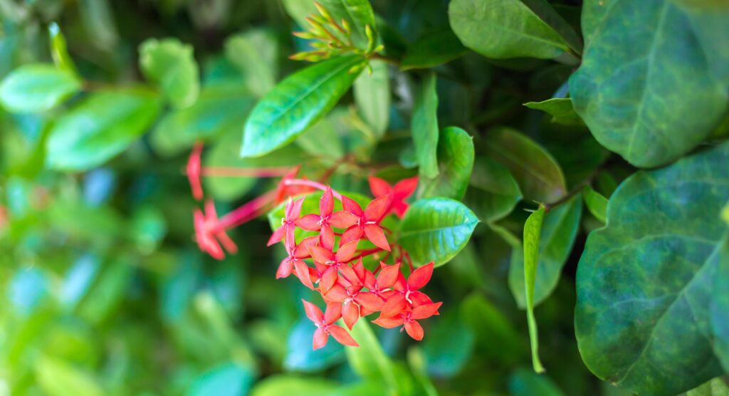 Close-up of Ixora red flowers or Ixora coccinea flower nature background.Beautiful Red spike flower Stock Free