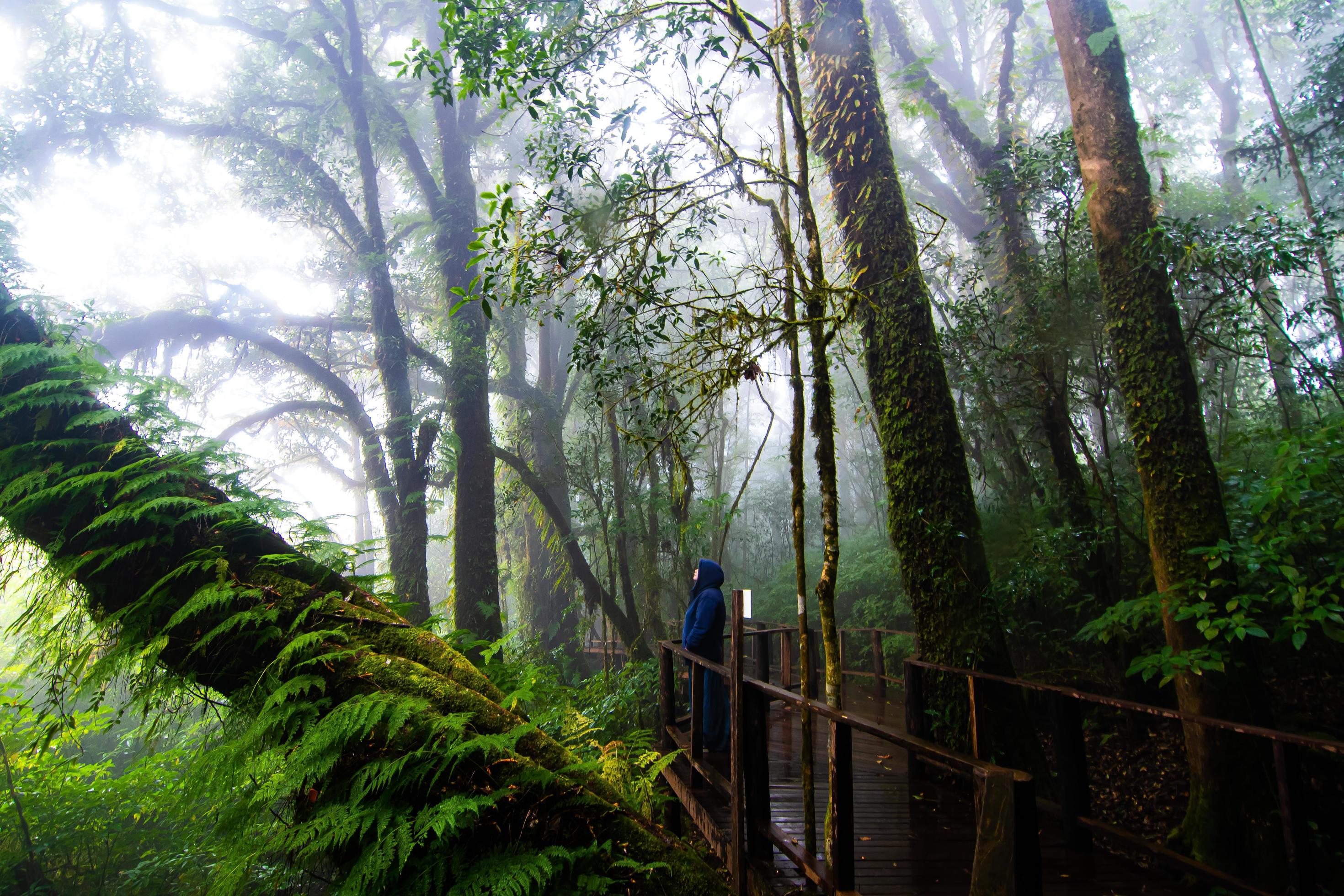 Beautiful rain forest at ang ka nature trail in doi inthanon national park, Thailand Stock Free