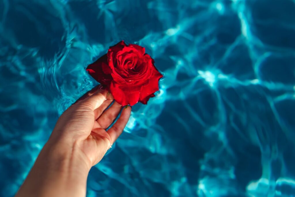 Fresh garden rose on the blue water of a swimming pool on a warm summer day Stock Free