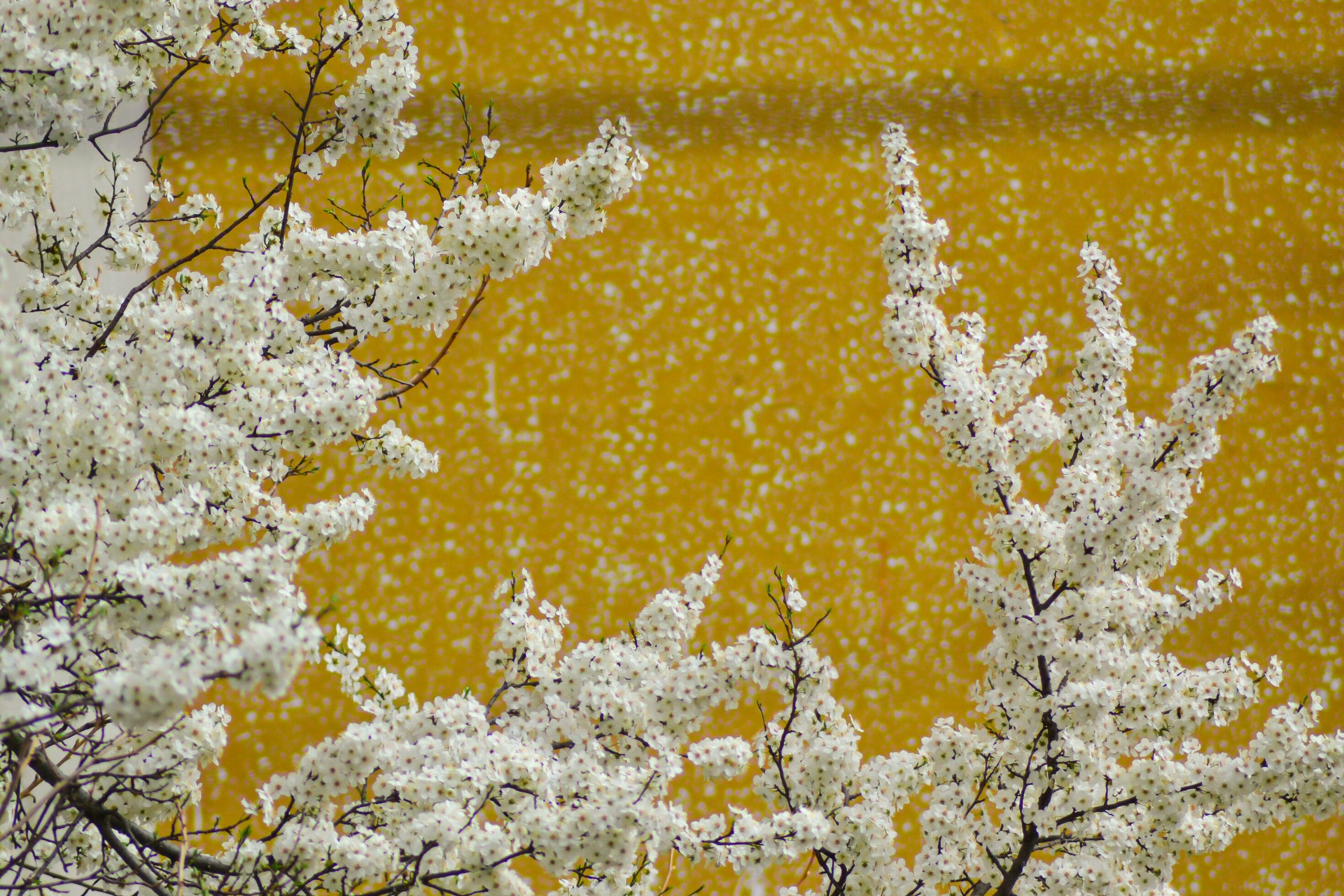 white flowers for the background Stock Free