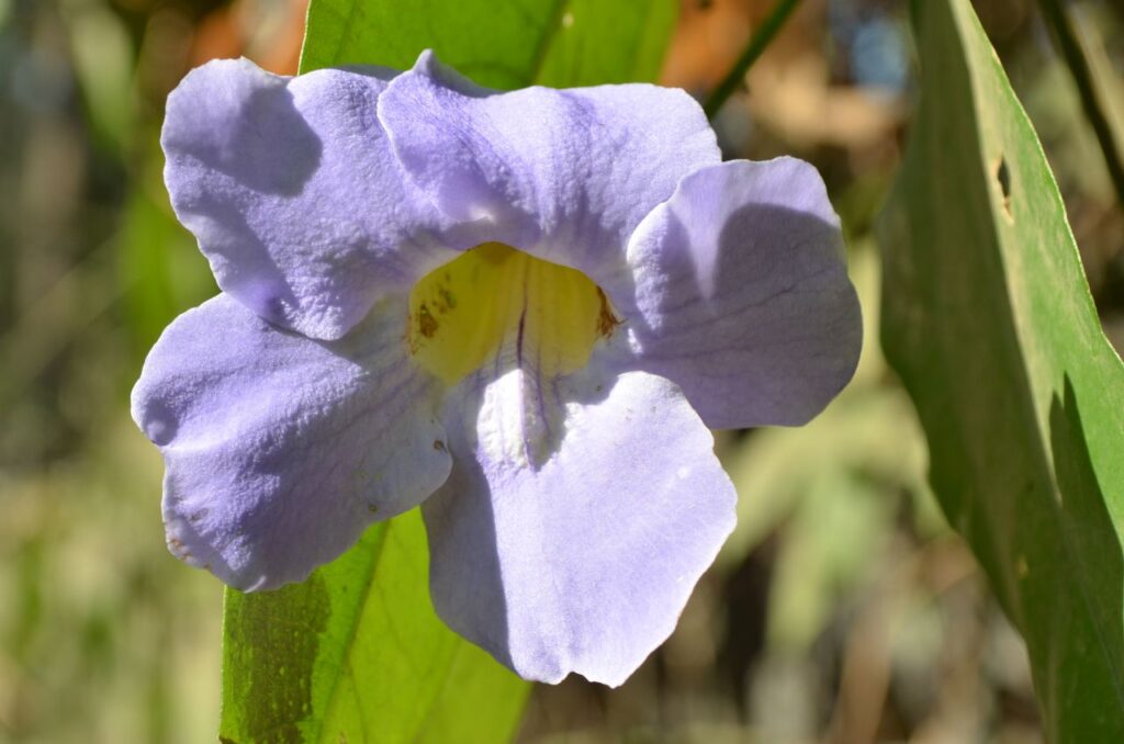 Light Purple Flower Stock Free