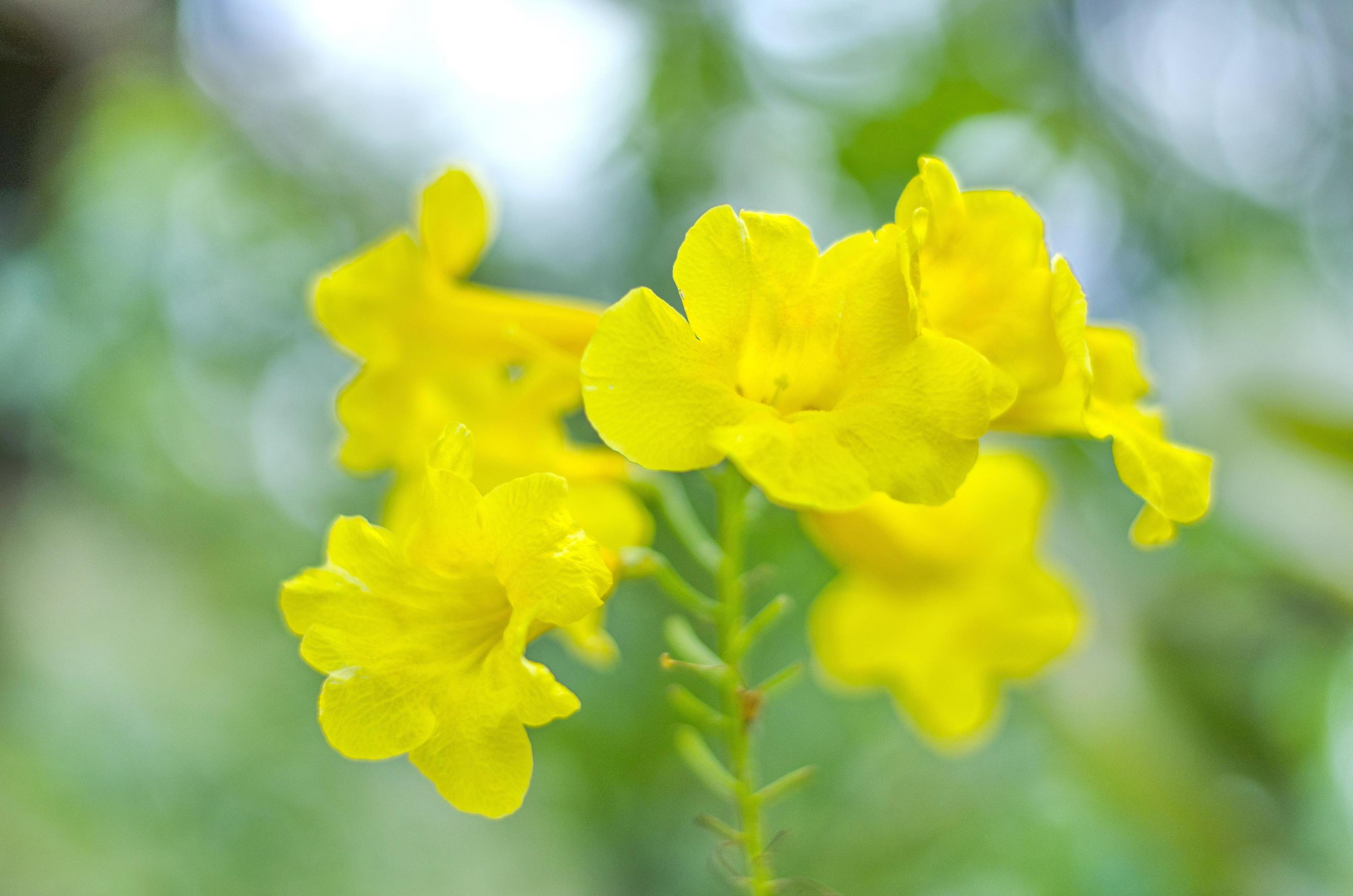 Trumpet bush. The flowers are beautiful yellow, even in the dry season. Stock Free