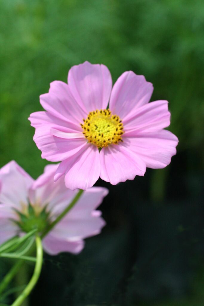 beautiful flower close up on blur background Stock Free