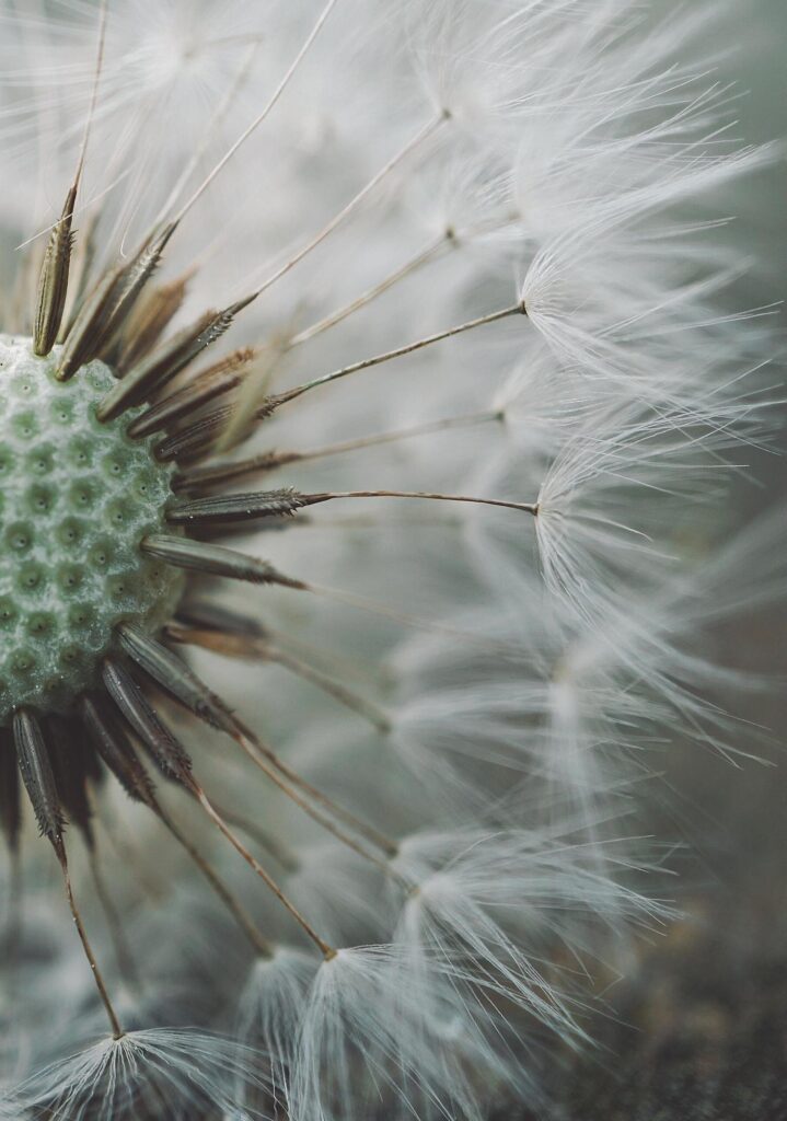 Beautiful dandelion flower seed in the spring season Stock Free