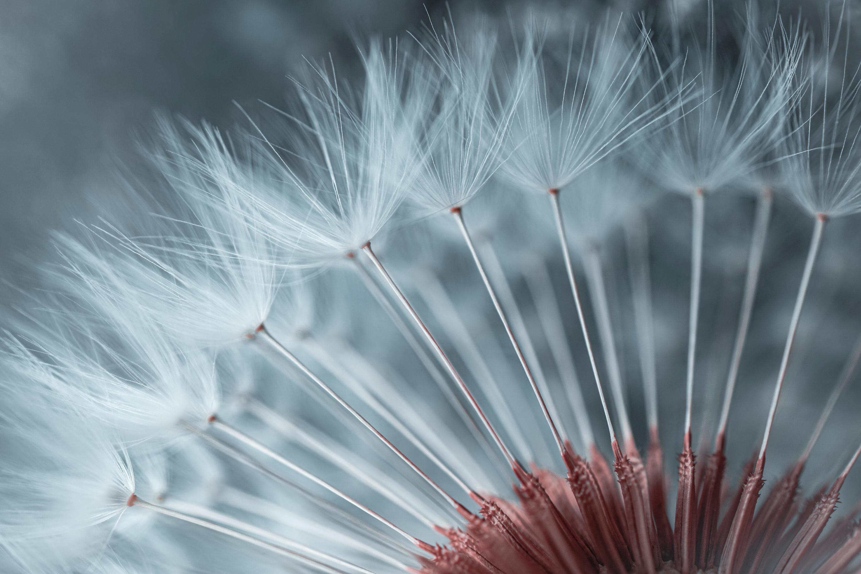 beautiful dandelion flower seed in springtime Stock Free