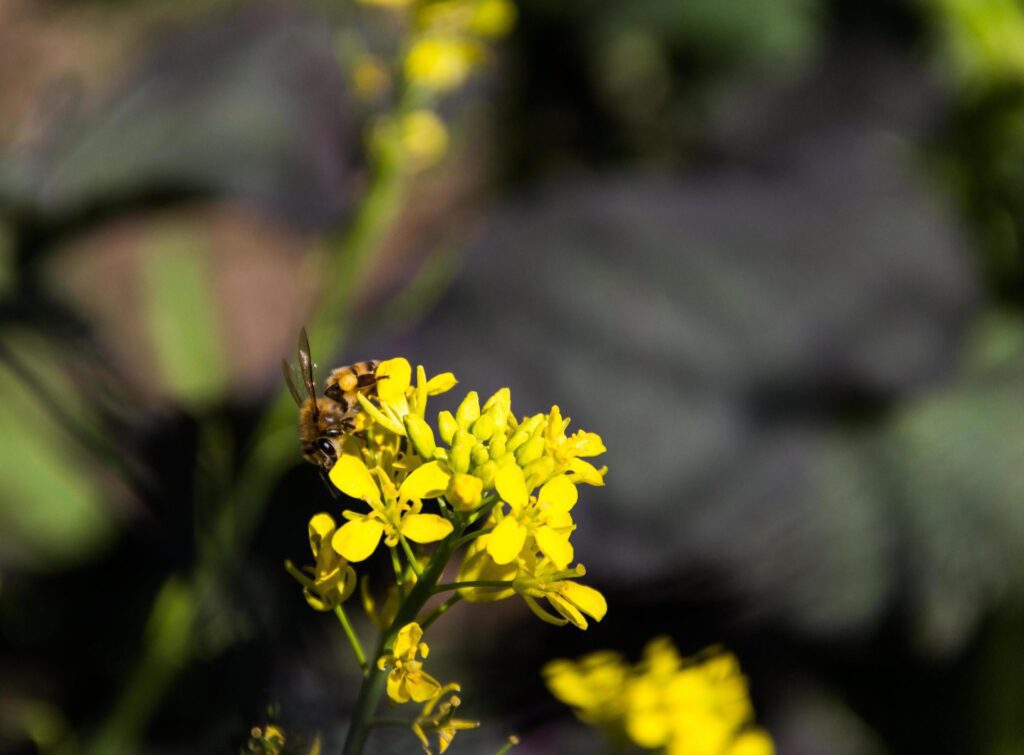 a close up of a bee on flowered mustard Stock Free