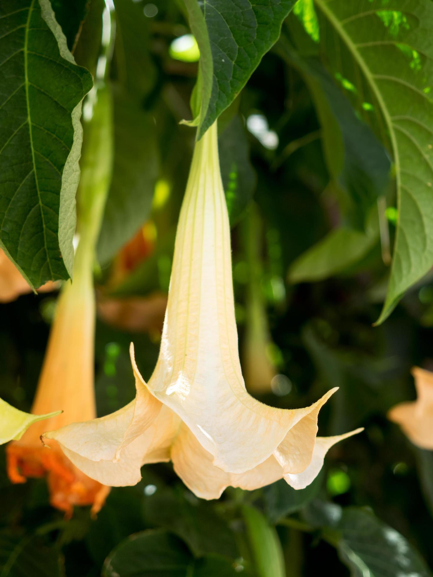 Brugmansia flowering in Estepona Stock Free