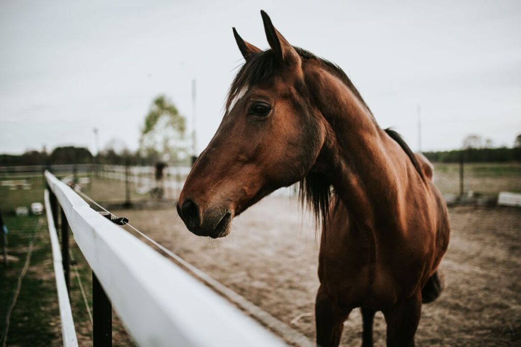 Portrait of a horse Stock Free