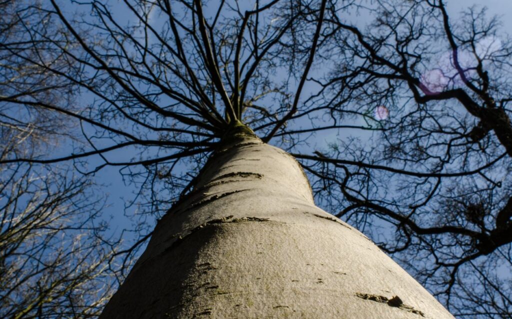 Winter tree crown Stock Free