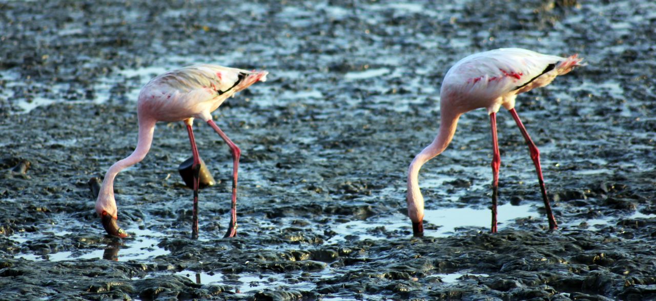 Flamingos In India Stock Free