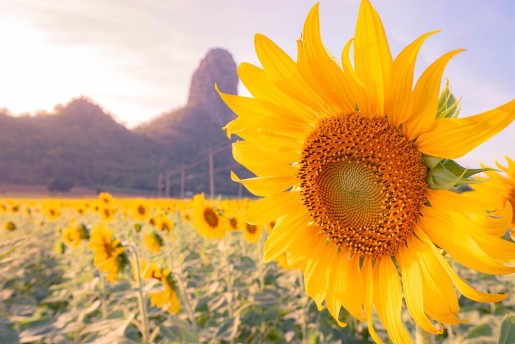 At sunset, a summer sunflower meadow in Lopburi, Thailand, with a mountain background. Stock Free