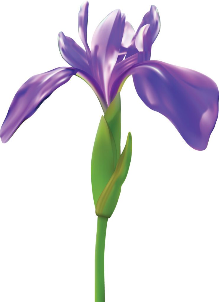 Beautiful iris flower isolated on white background. Spring and summer flower. Free Vector