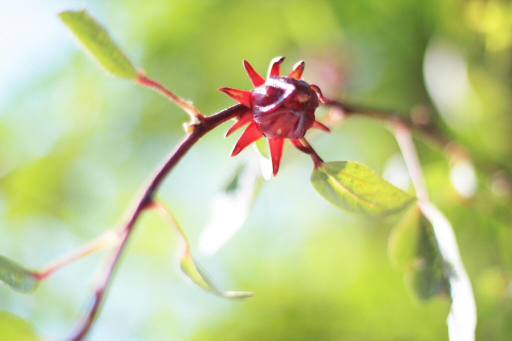 Red Roselle flower with natural sunlight in garden Stock Free