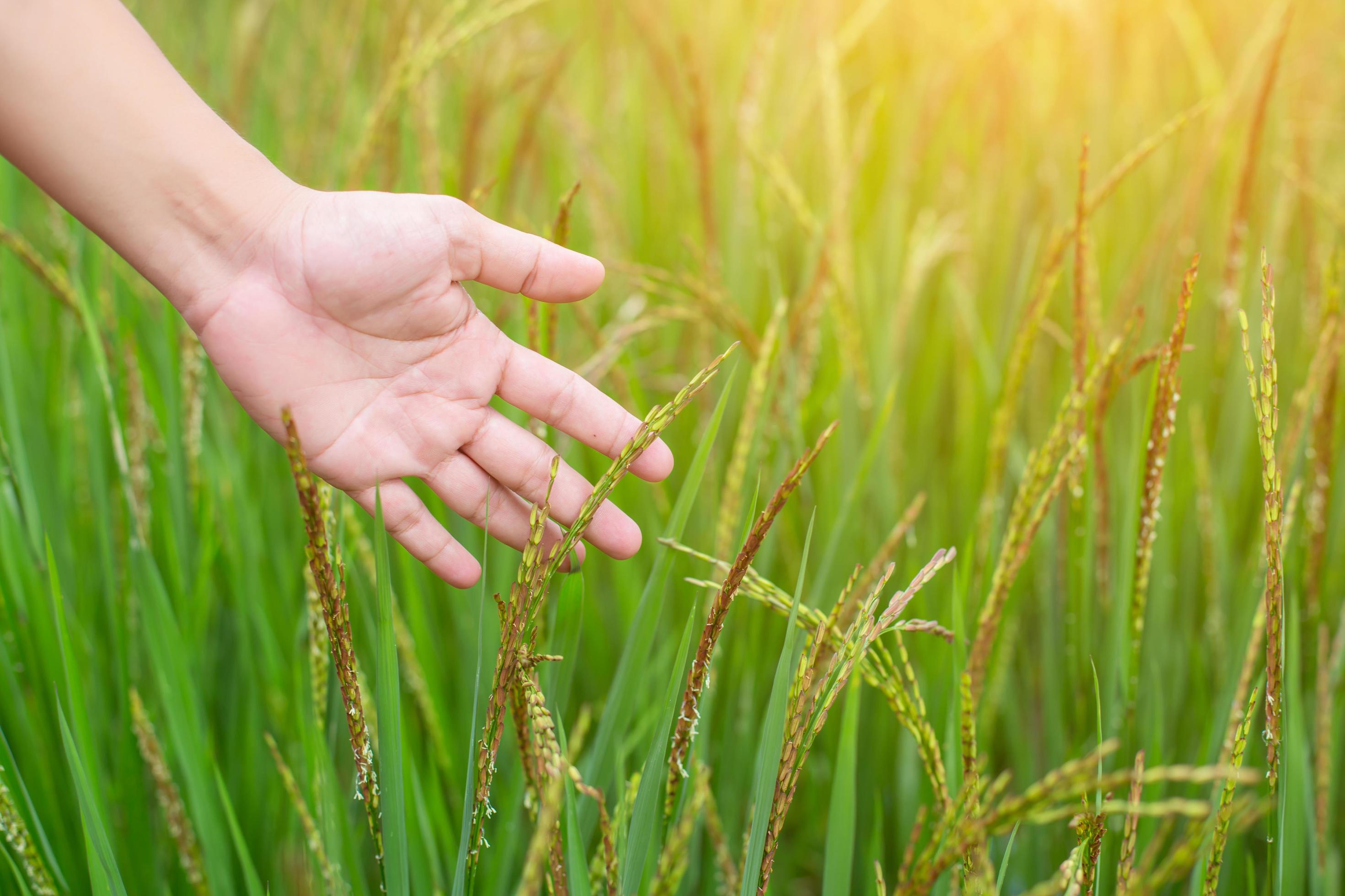 Hand of Young Woman Enjoying Nature with sunrise. Stock Free