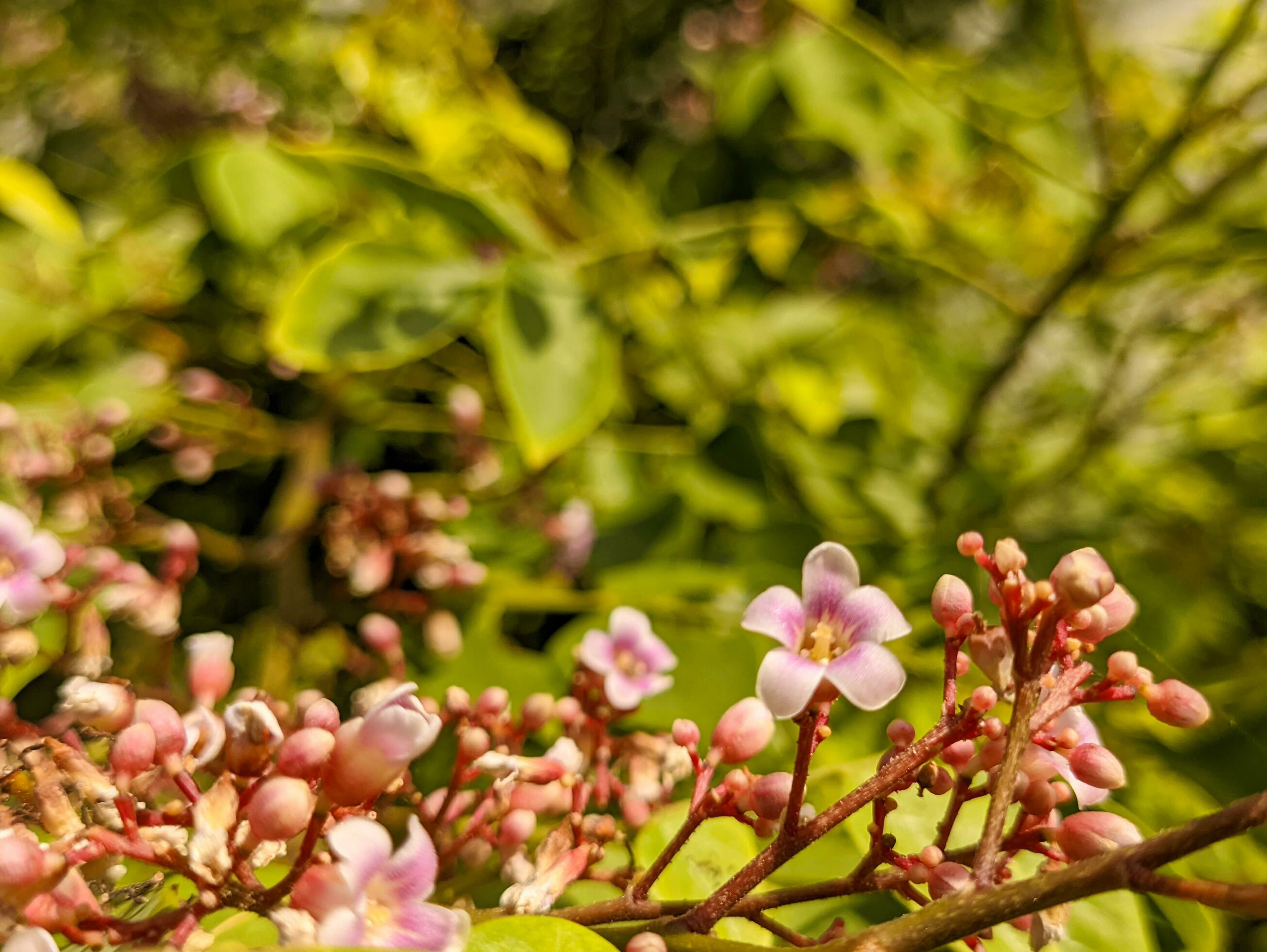 A close up of averrhoa carambola flower. a species of tree in the family Oxalidaceae native to tropical Southeast Asia Stock Free