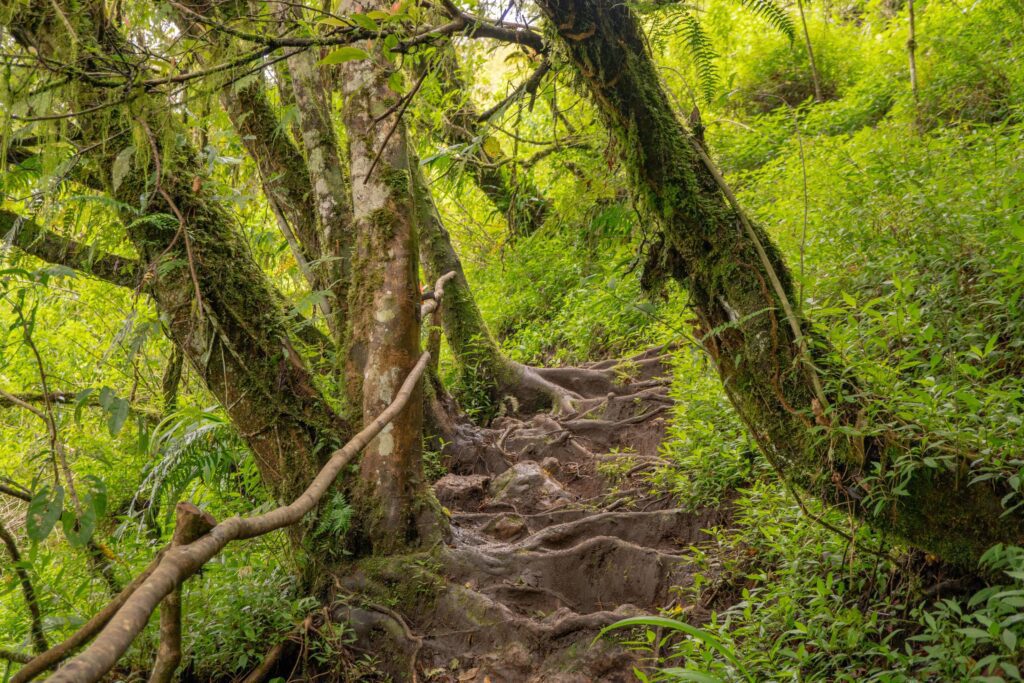 The way going to deep forest when spring time. The photo is suitable to use for adventure content media, nature poster and forest background. Stock Free