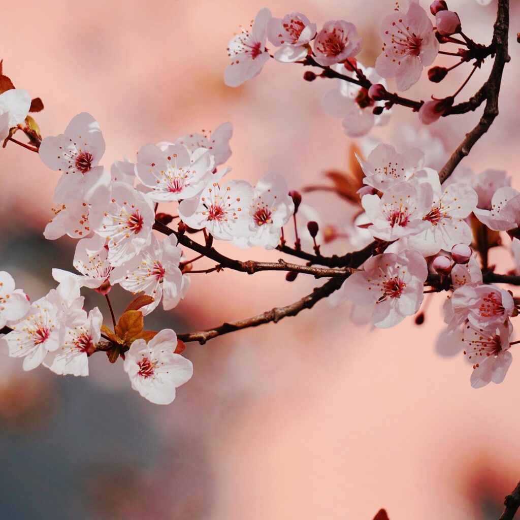 Beautiful pink flower plant in the garden in springtime Stock Free