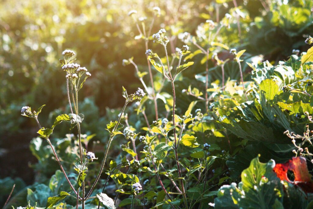 Blooming wildflowers grass field with natural sunlight Stock Free