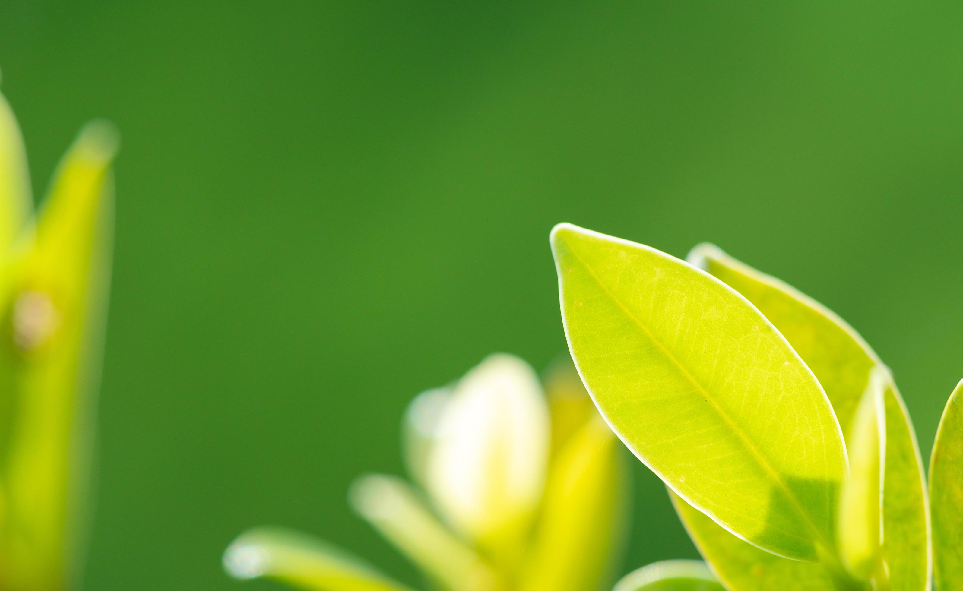 abstract stunning green leaf texture, tropical leaf foliage nature green background Stock Free