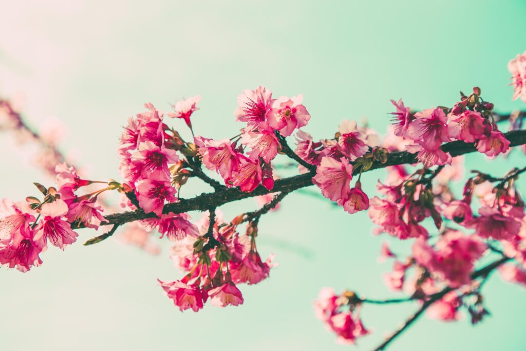 cherry blossom vintage and sotf light for natural background Stock Free