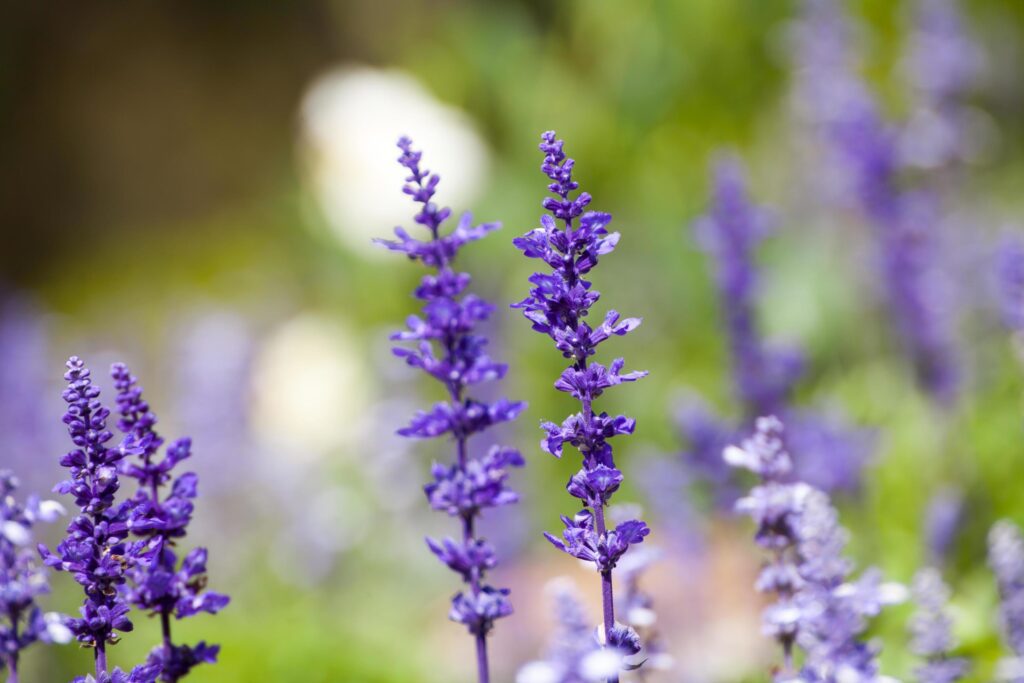 lavender flowers, close-up, selective focus Stock Free