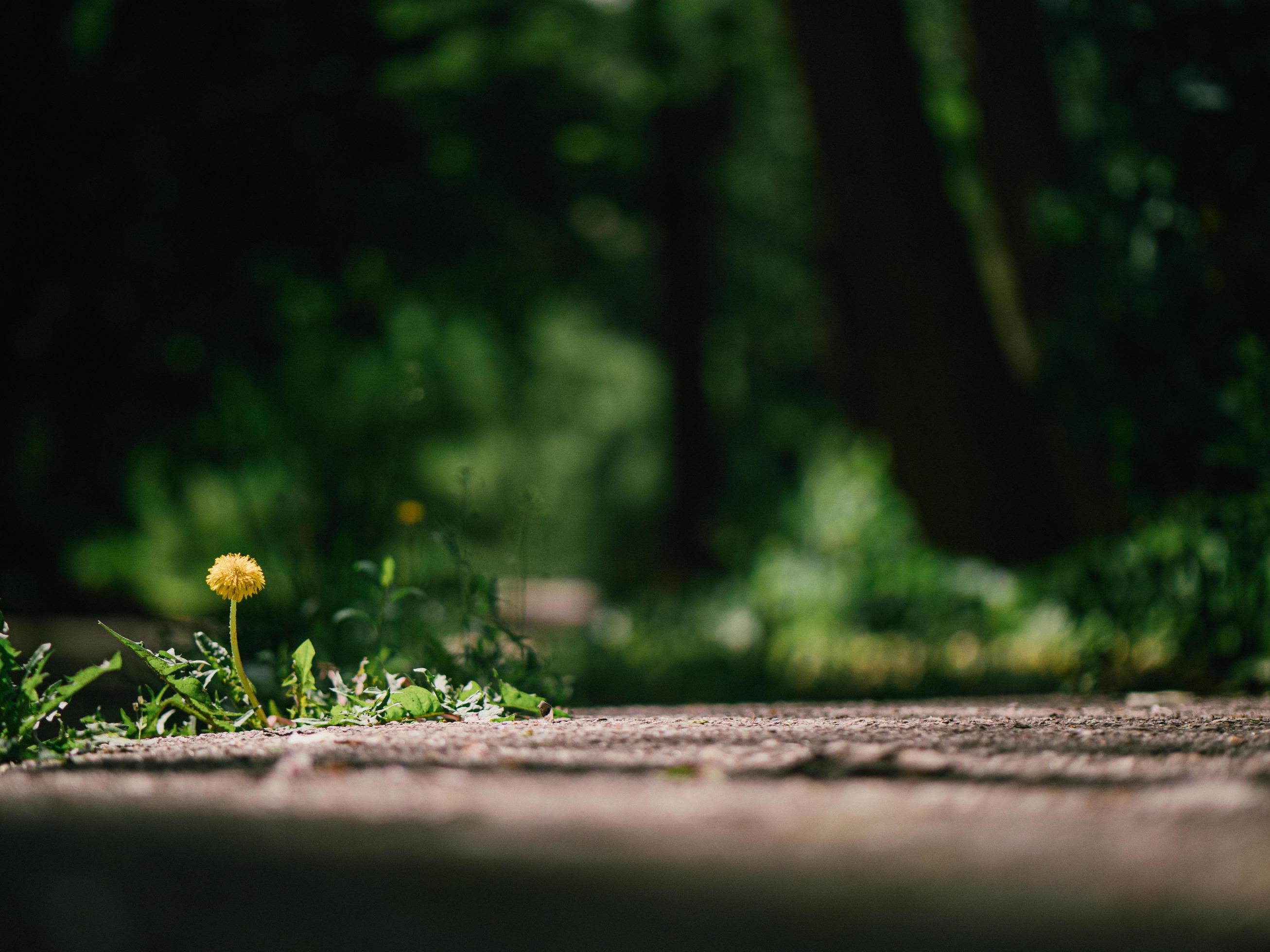 Yellow dandelion flower Stock Free