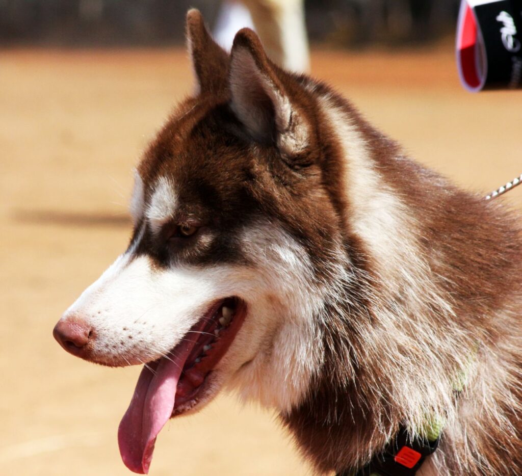 Siberian Husky Majestic Dog Stock Free