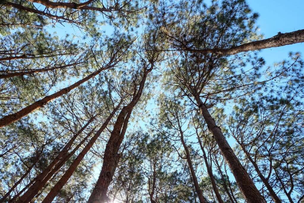 Pine trees on sky background Stock Free