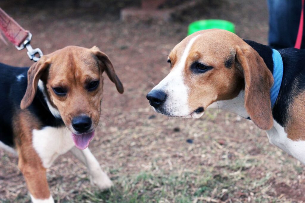 Couple Of Beagle Dogs Stock Free