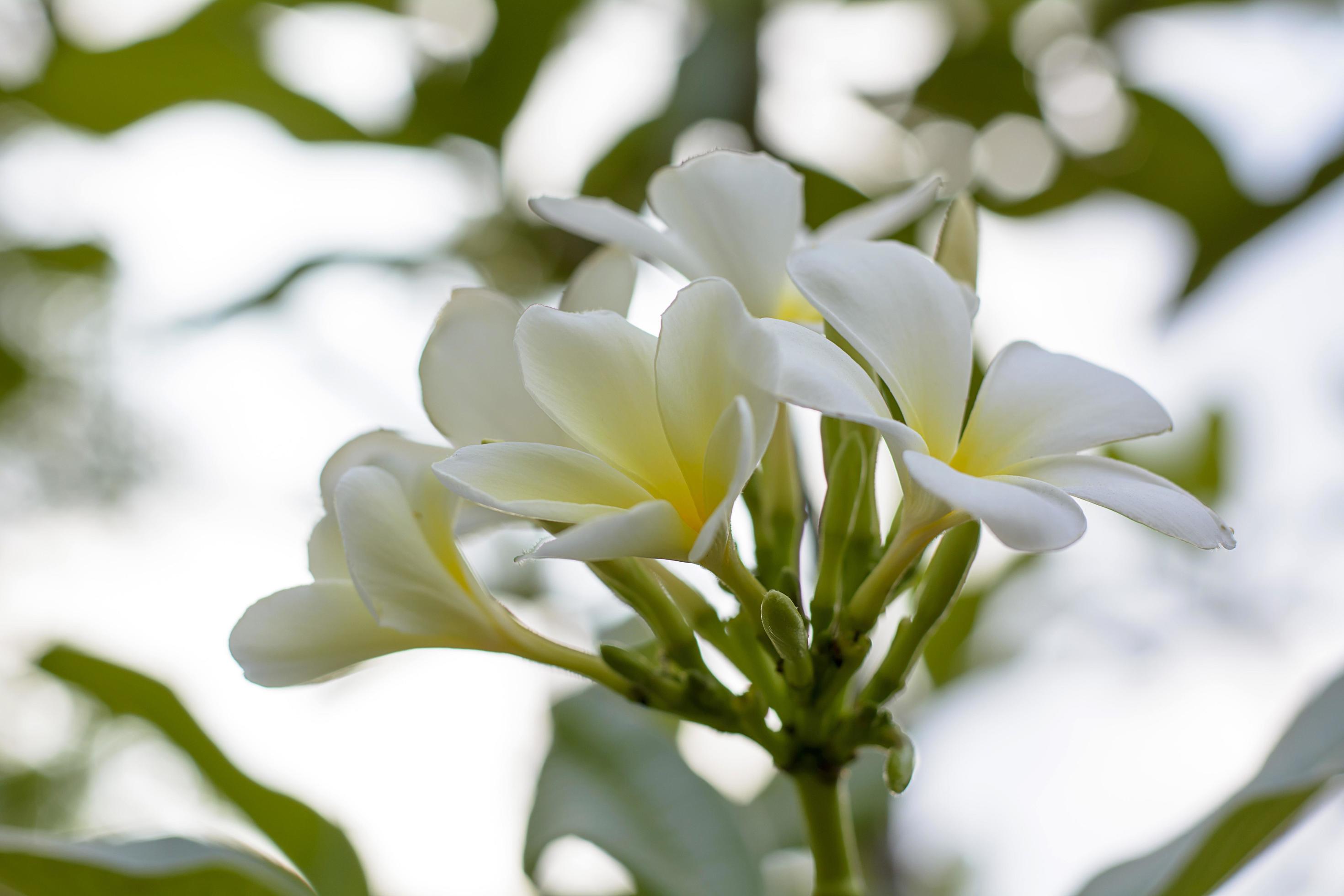 Plumeria flowers are so beautiful that popular in Thailand. Stock Free