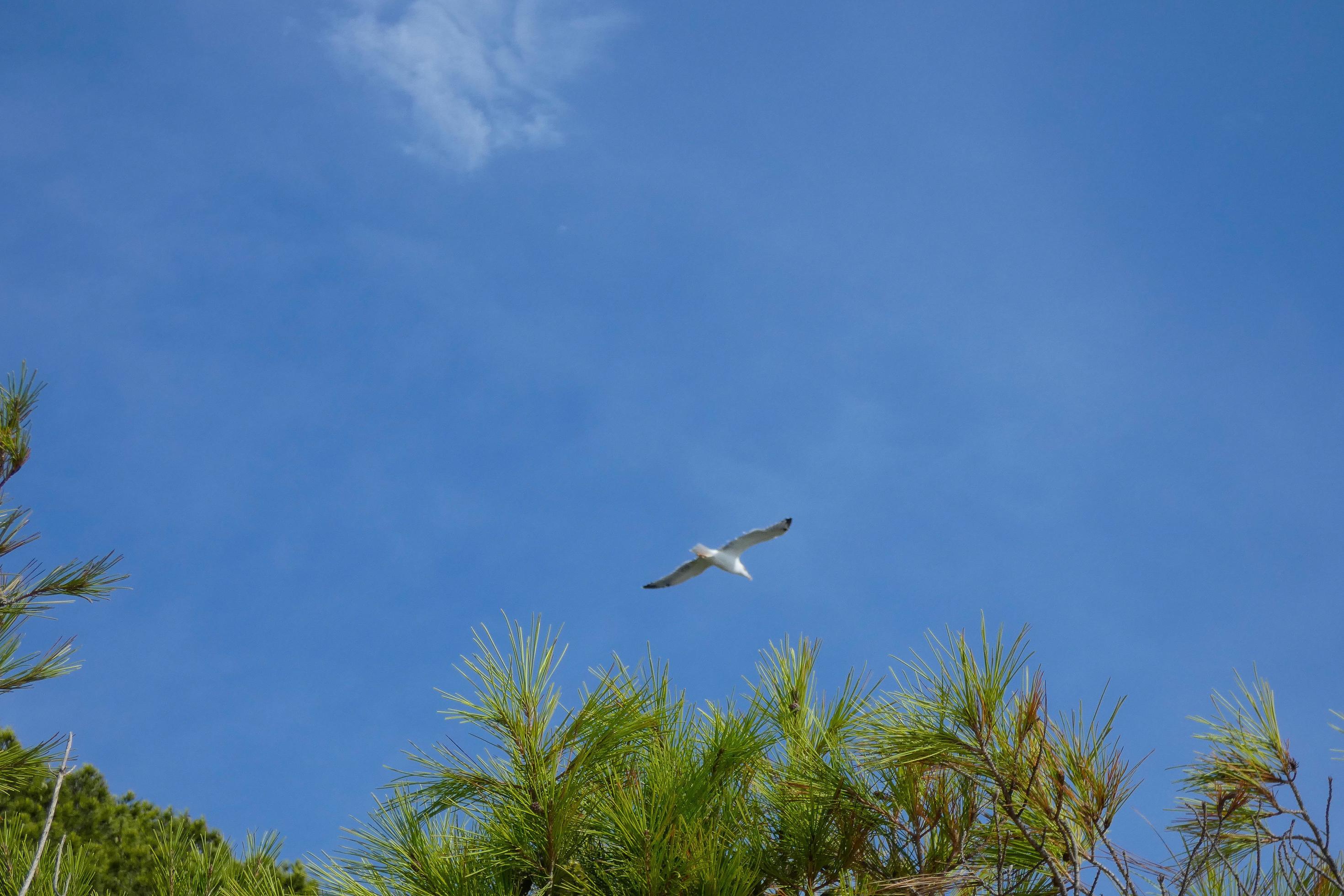 Wild seagulls in nature along the cliffs of the Catalan Costa Brava, Mediterranean, Spain. Stock Free