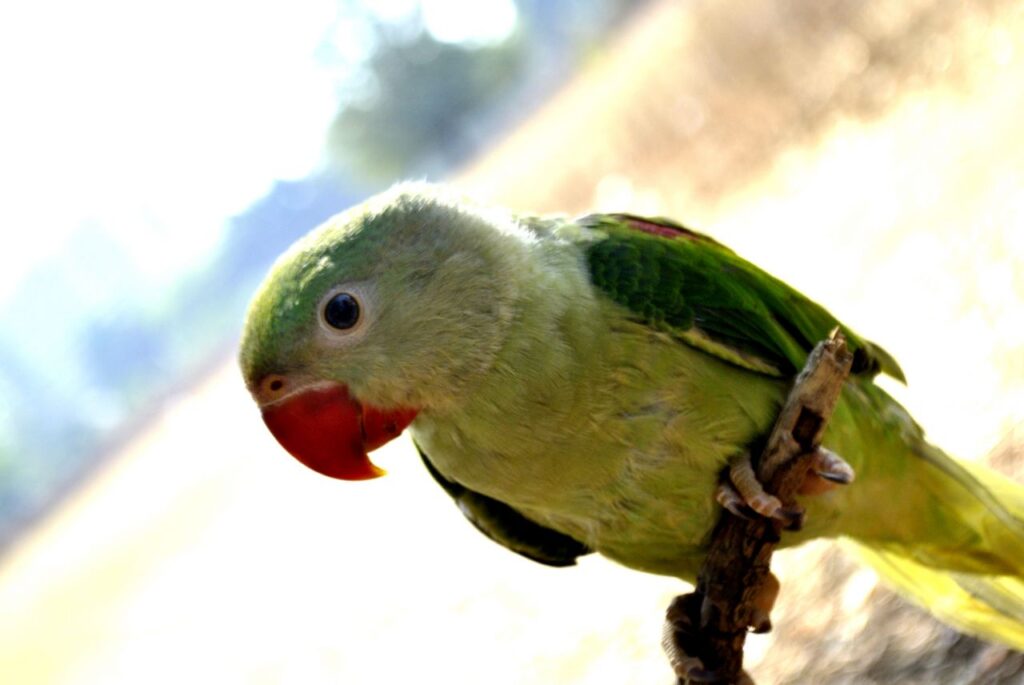 Green Parrot Branch 2 Stock Free