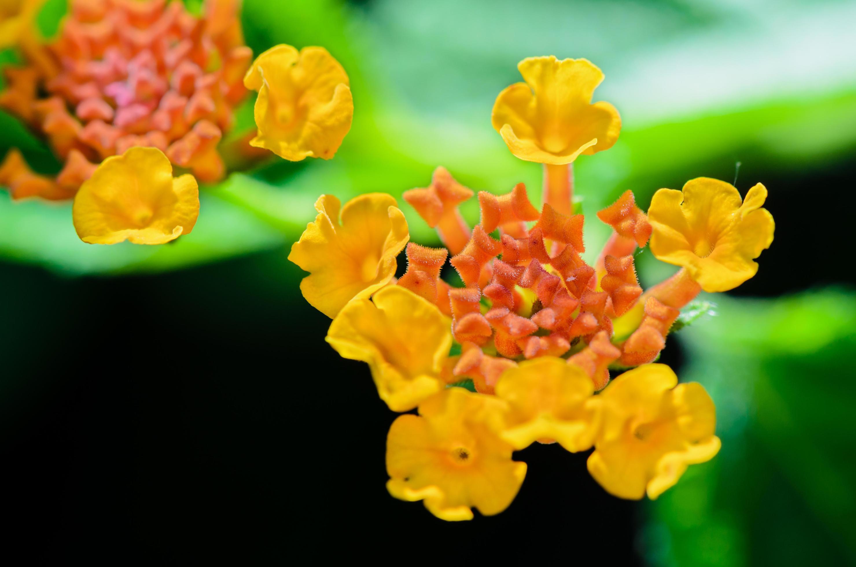 Small flowers of Lantana Camara Stock Free