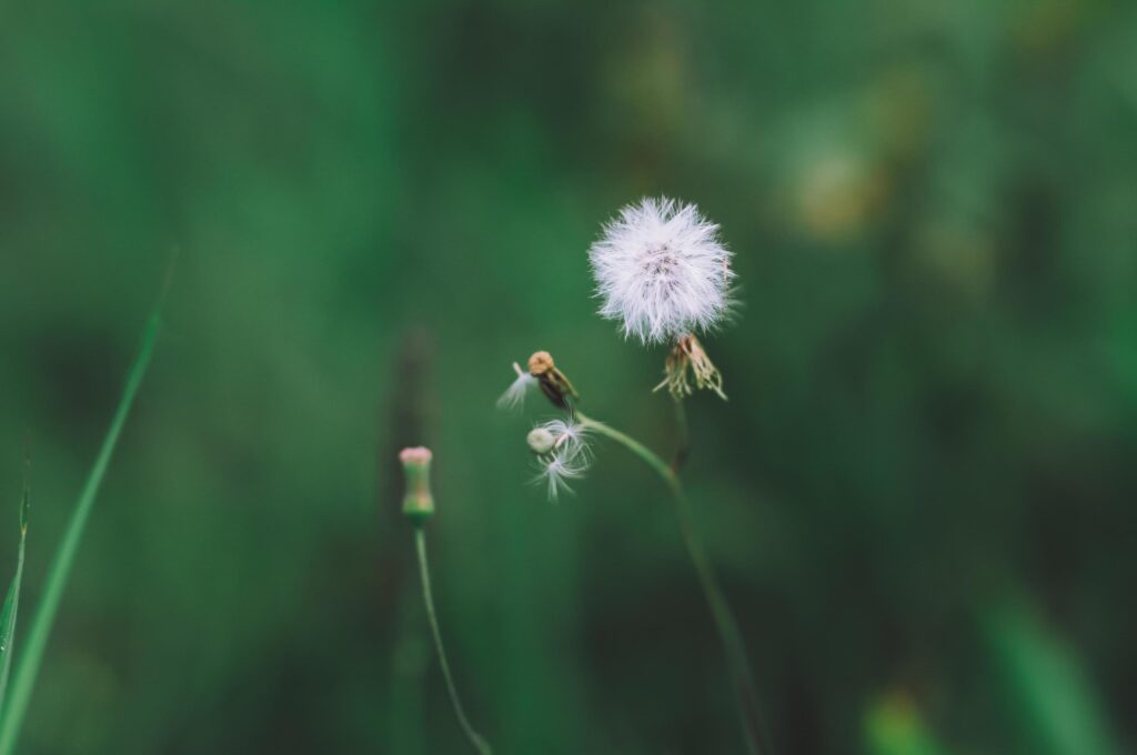 Wild flowers in nature Stock Free