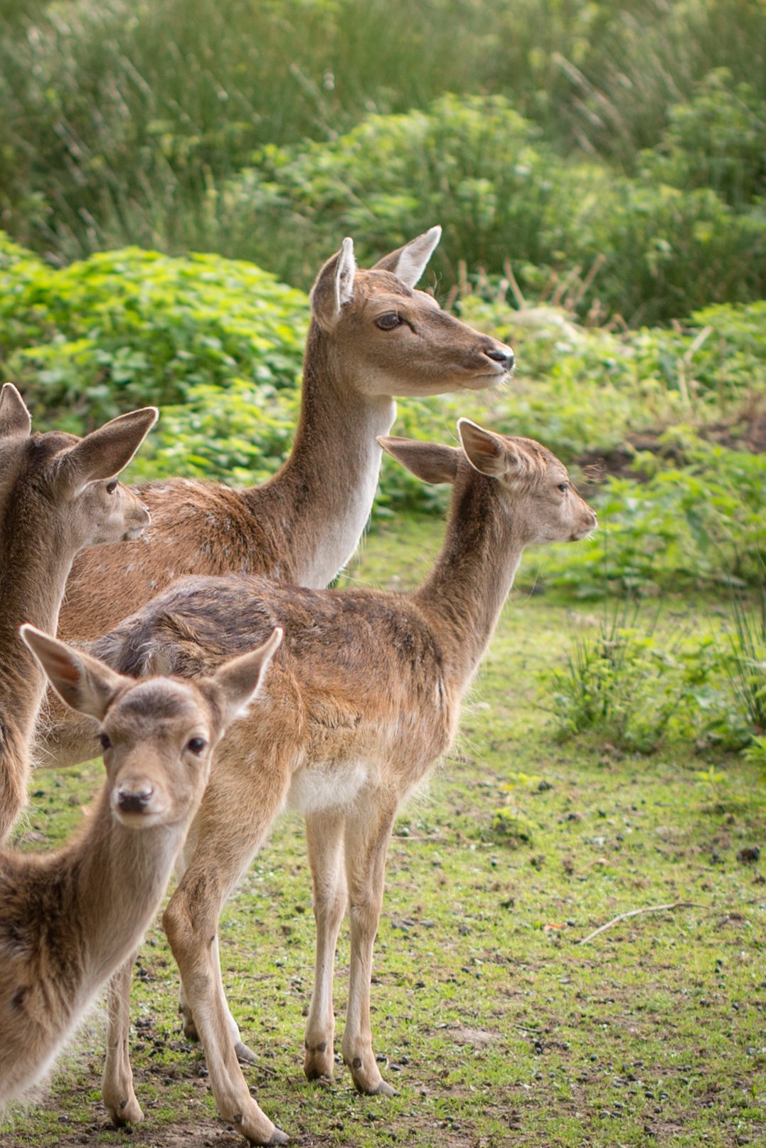 Dearest deer Stock Free