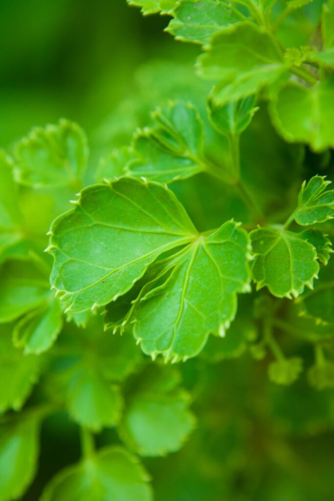 Beautiful Green Leaves Stock Free