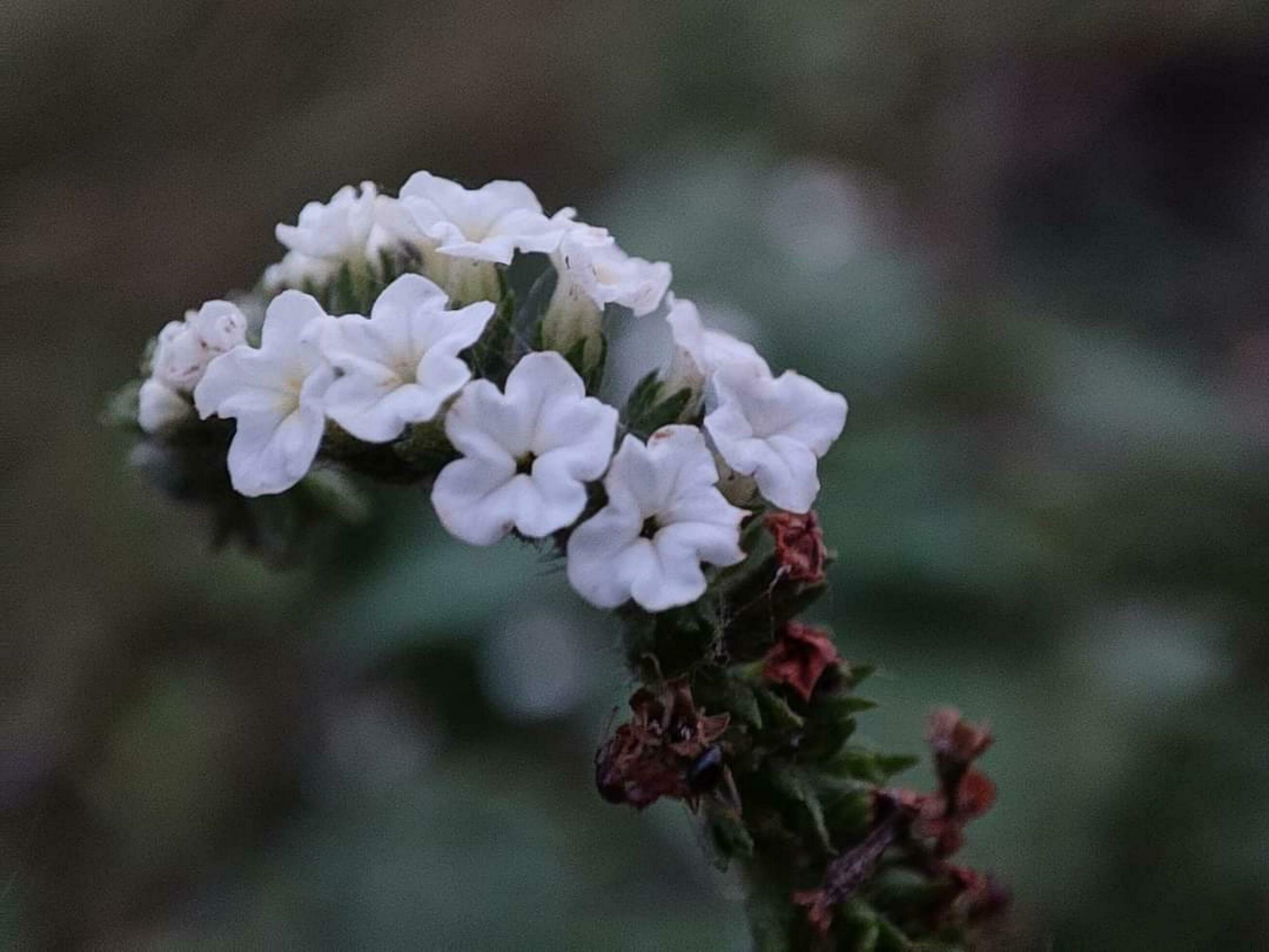 Beautiful blooming flower Stock Free