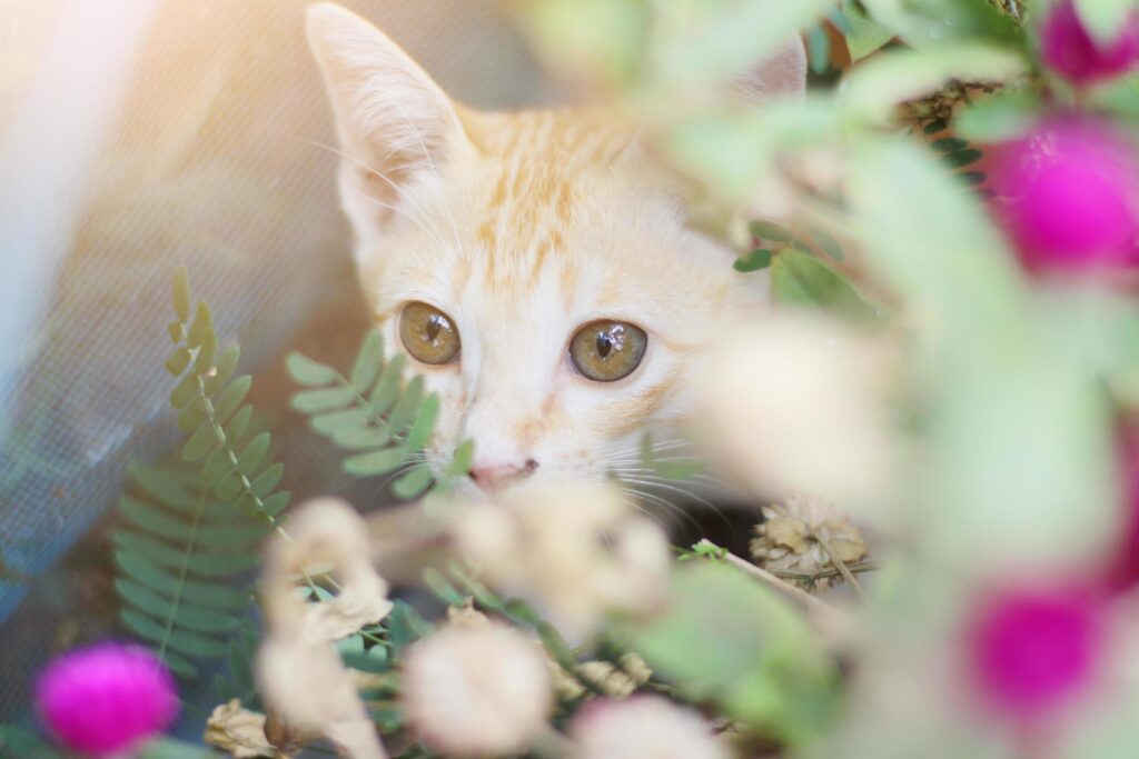 Cute Orange Kitten striped cat enjoy and relax with Globe Amaranth flowers in garden with natural sunlight Stock Free