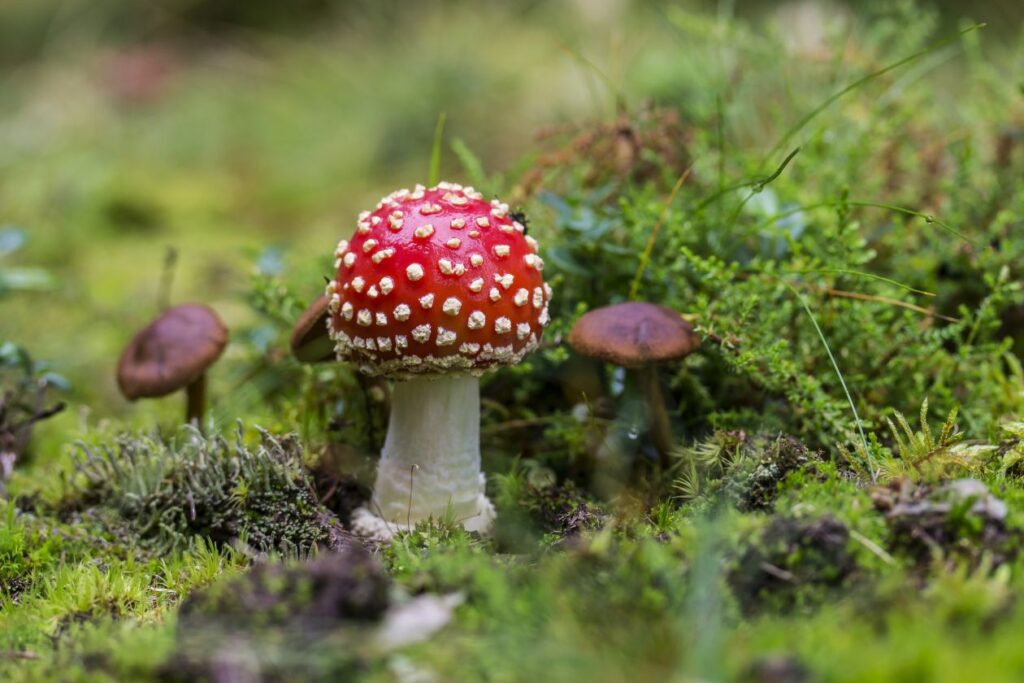 Fly Agaric Mushroom on Field Stock Free