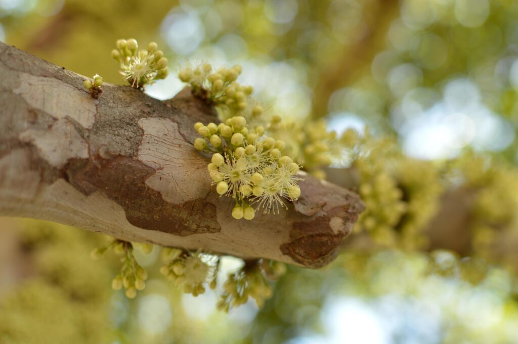 Yellow petaled flowers on a tree branch Stock Free