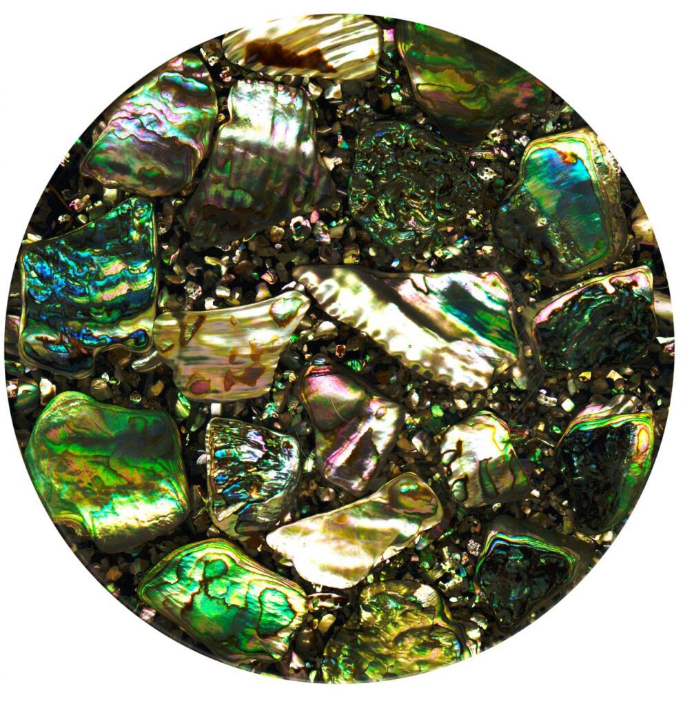 Abalone shell closeup Stock Free