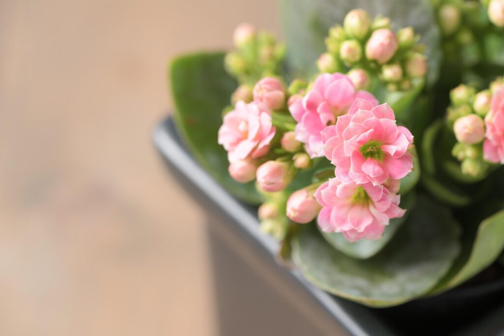 beautiful pink Kalanchoe or Flaming Katy flower Stock Free