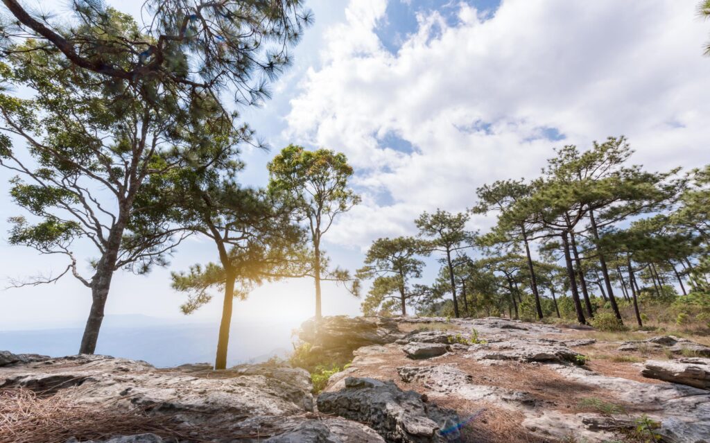 landscape of rock and pine forest in nature park Stock Free