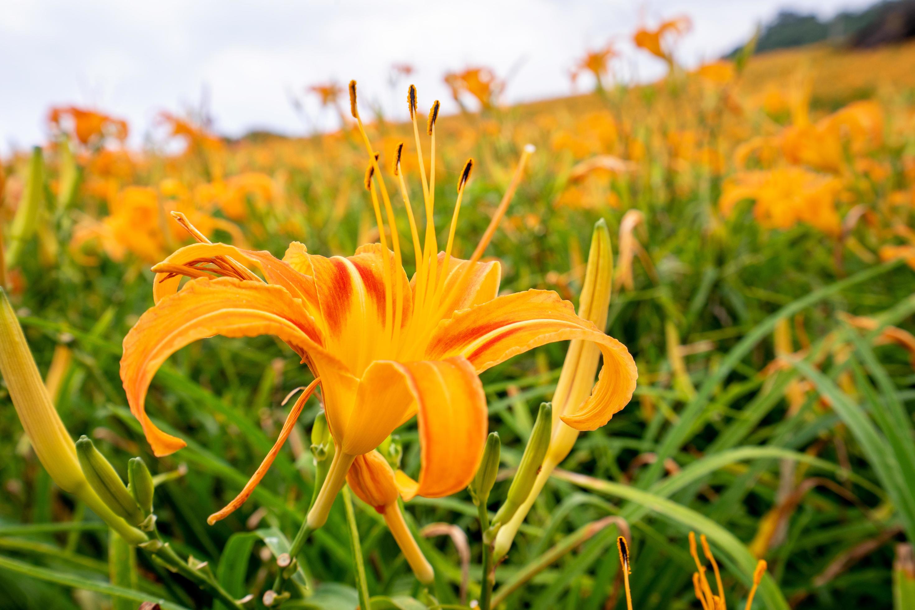 Beautiful orange daylily flower farm on Sixty Rock Mountain Liushidan mountain with blue sky and cloud, Fuli, Hualien, Taiwan, close up, copy space Stock Free