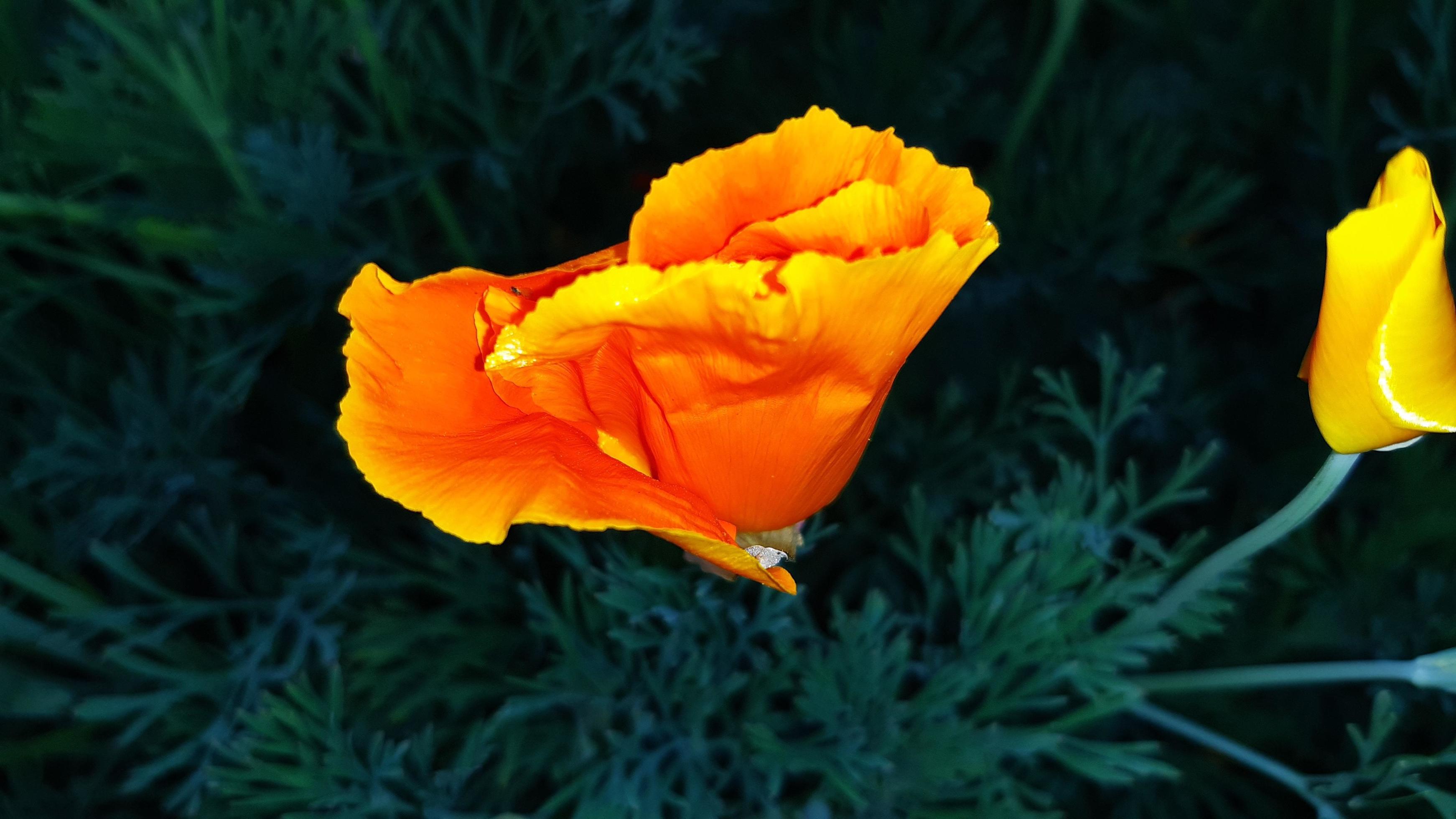 Eschscholzia californica, the California poppy, golden poppy, spring flowering plant Stock Free